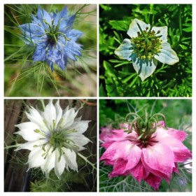 Nigella válogatáscsomag, Nigella ssp., vetőmag, akció, kedvezmény